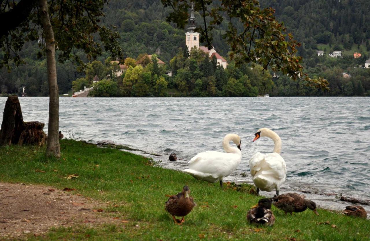 Apartma Biofit Bled Bagian luar foto